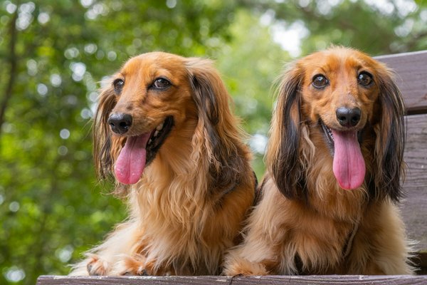 How should you tailor a fitness routine for an elderly Dachshund with back issues?
