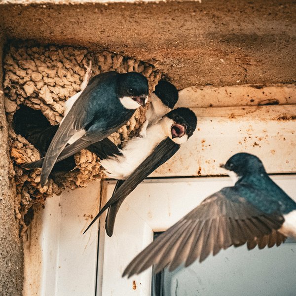 What are the latest techniques for rehabilitating injured barn swallows in the UK?